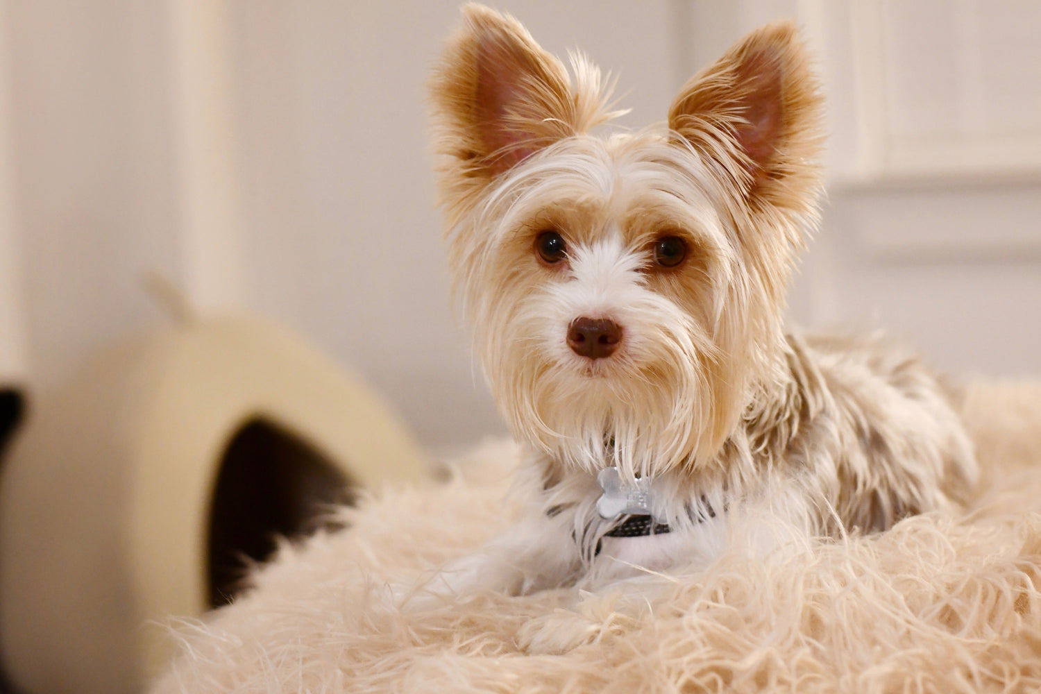 Pet Care & Accessories